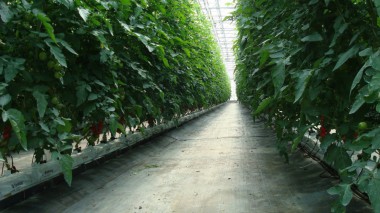 Agrifor Serre - pomodoro coltivato in serra con tecnica fuori suolo