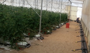 Agrifor Serre - impianto di riscaldamento basale a flusso incrociato