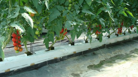 Agrifor Serre - pomodoro in serra in coltivazione fuori suolo